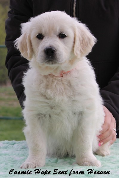 Mrs Orange 7 Weeks_1.jpg